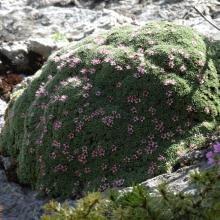 Kelseya Uniflora