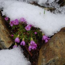 Spring Flowers