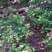 Outerson trail