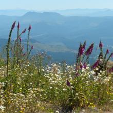 Wildflowers abound