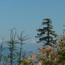 Cascade crest
